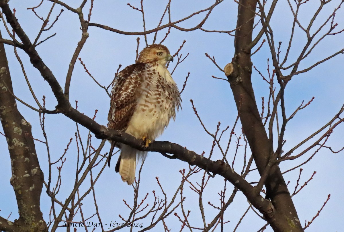 Red-tailed Hawk - ML614382686