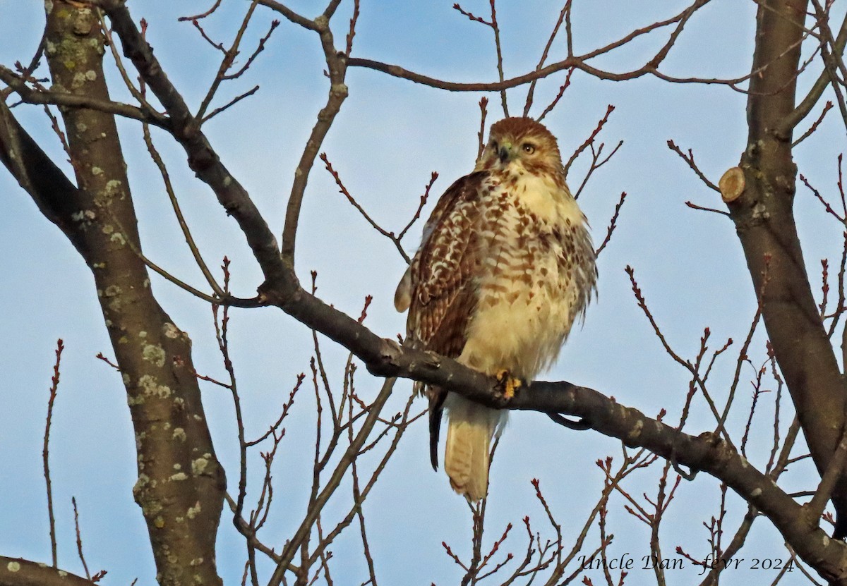Red-tailed Hawk - ML614382687