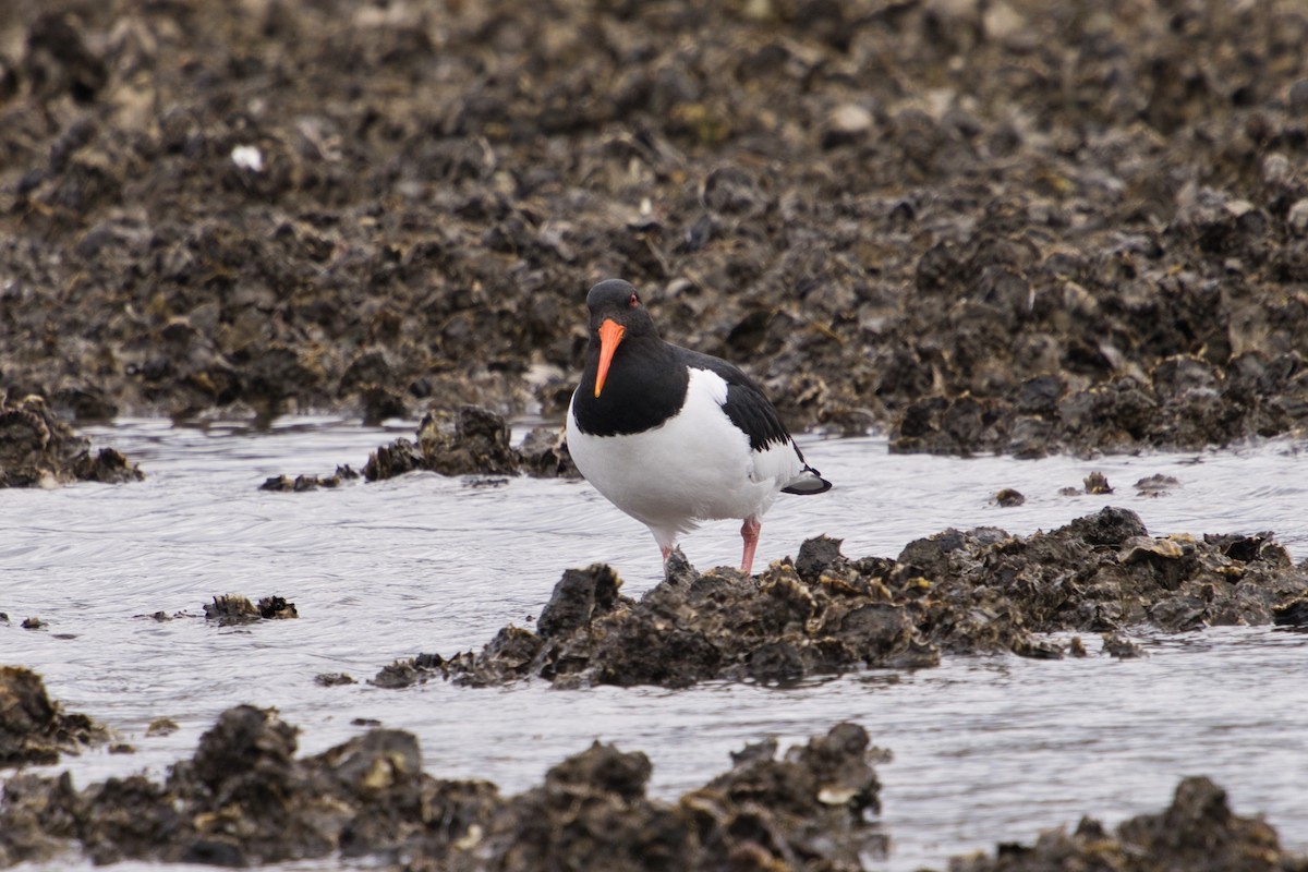 Eurasian Oystercatcher - ML614382707