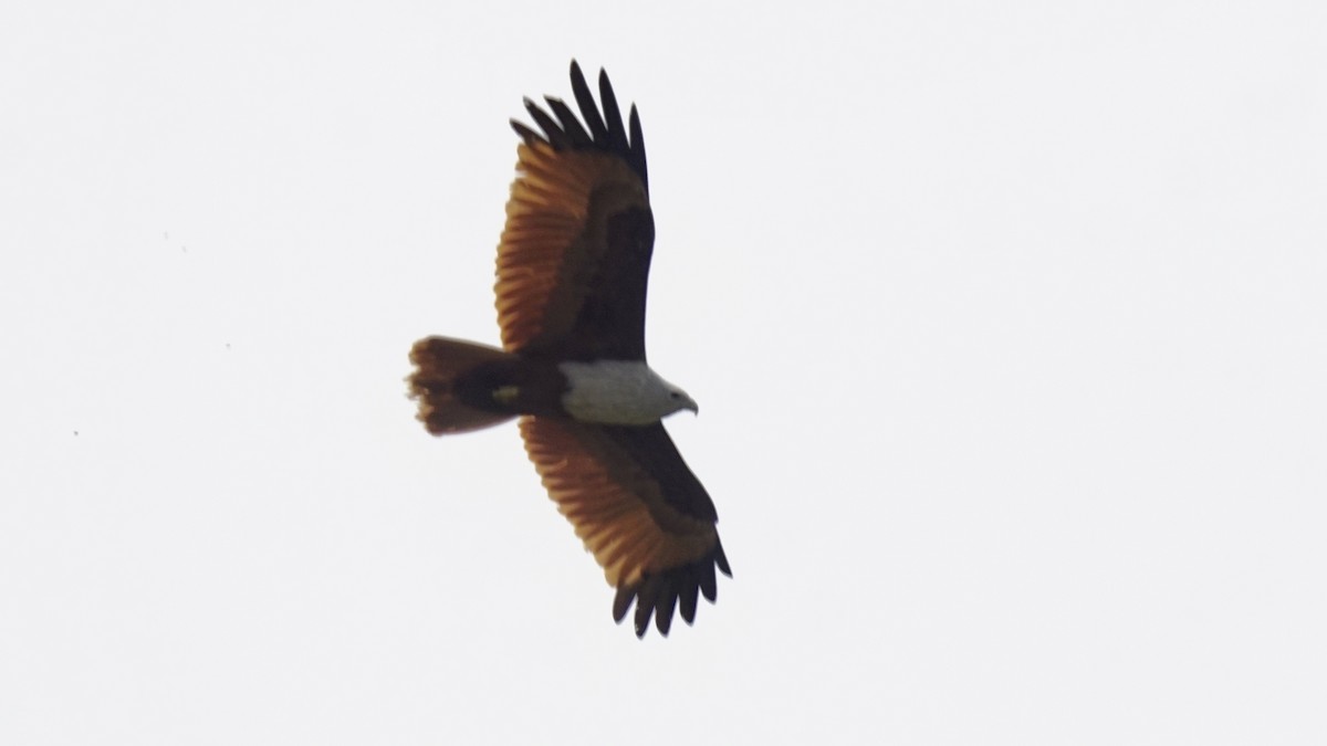 Brahminy Kite - Abhijit Ghaskadbi