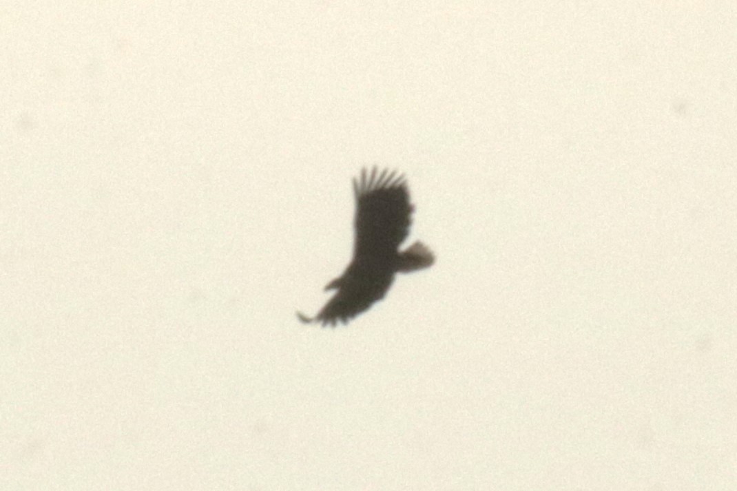 White-tailed Eagle - Jan Roedolf