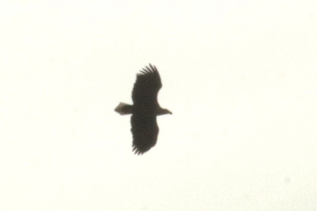 White-tailed Eagle - Jan Roedolf