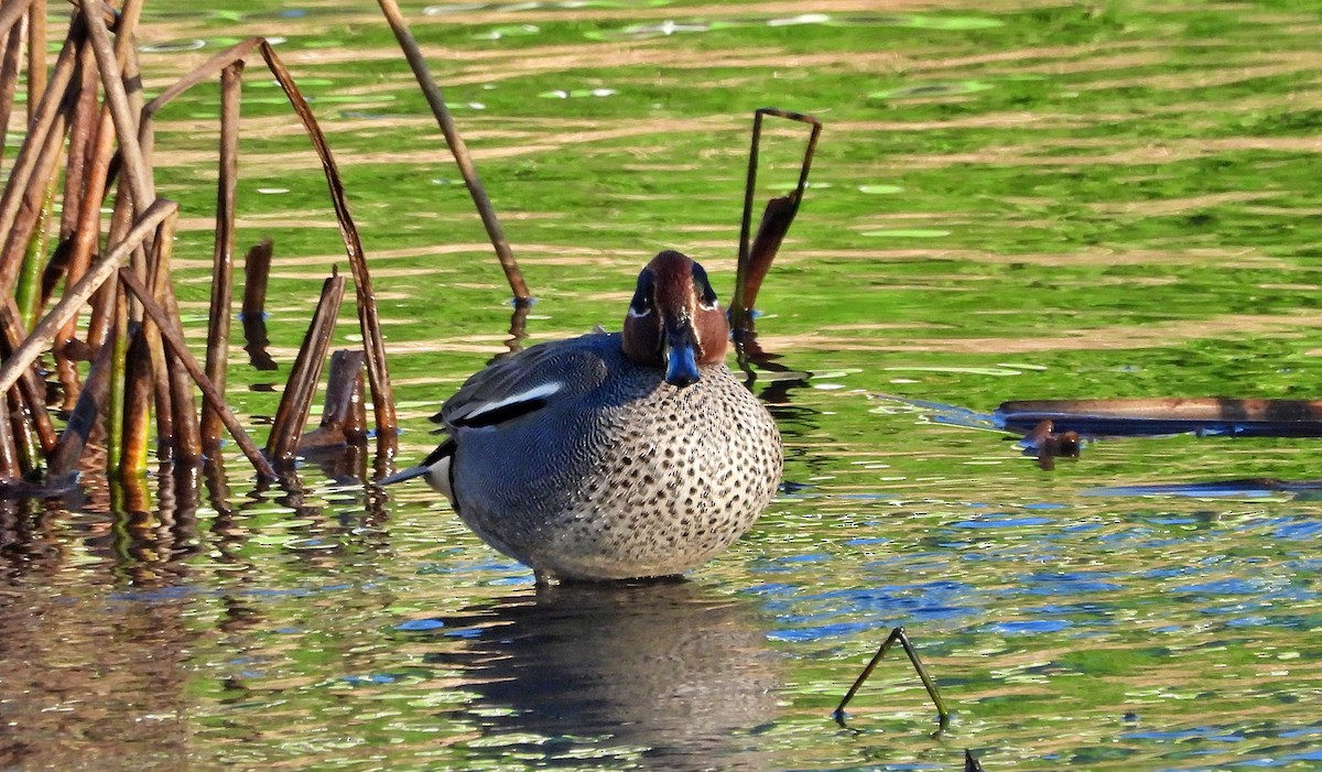 Green-winged Teal - ML614382714