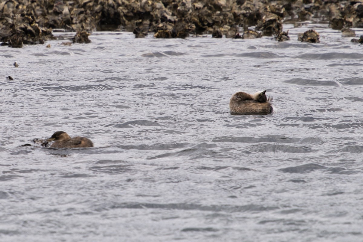 Little Grebe - Anonymous