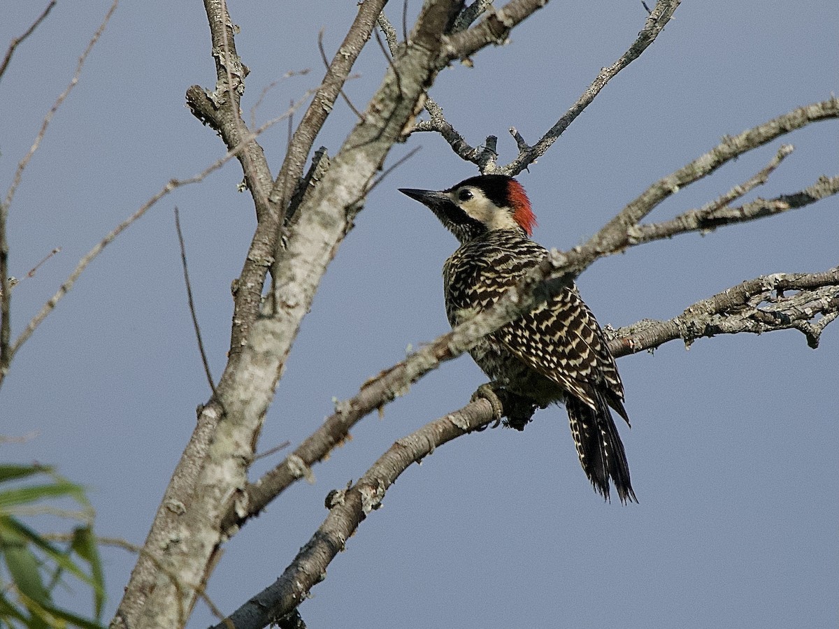 Green-barred Woodpecker - ML614382726