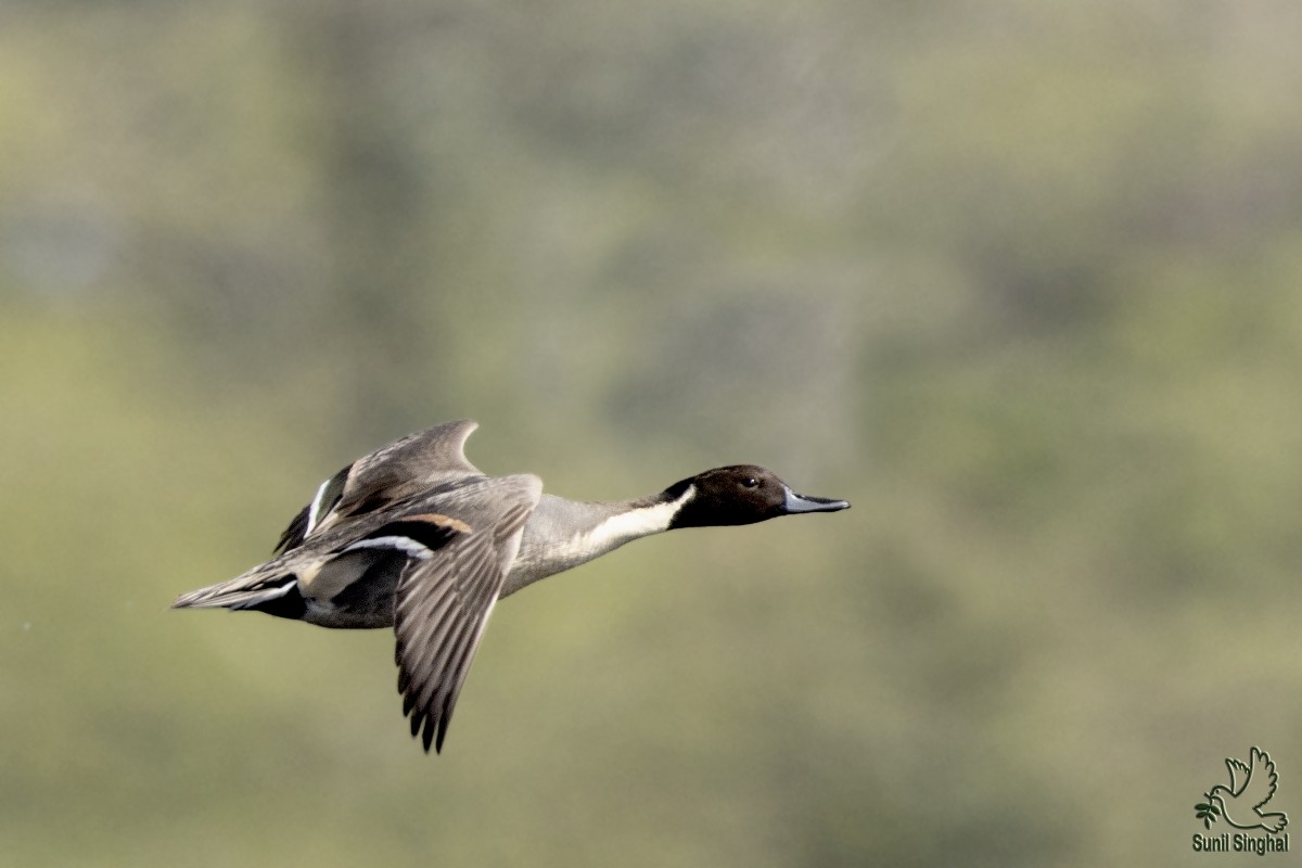 Northern Pintail - ML614382729