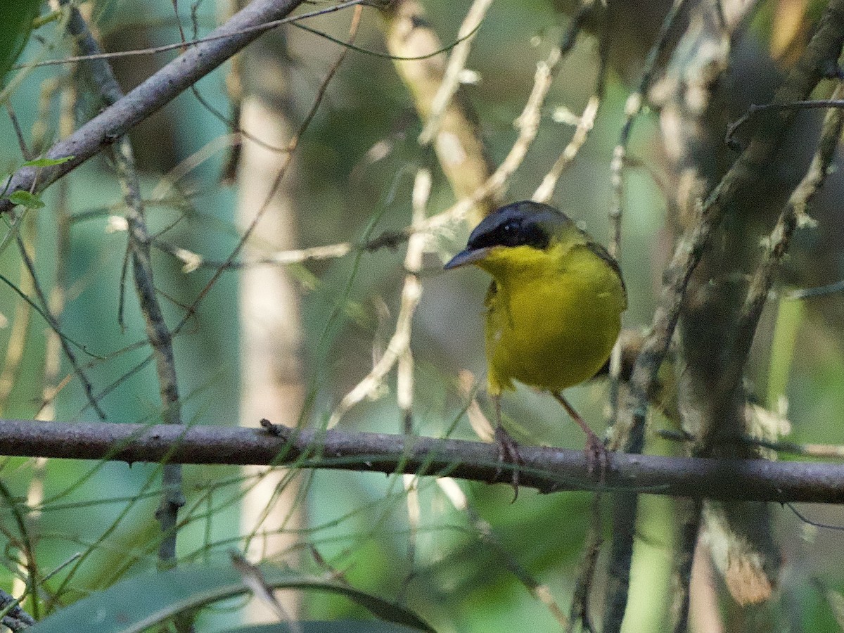 Southern Yellowthroat - ML614382732