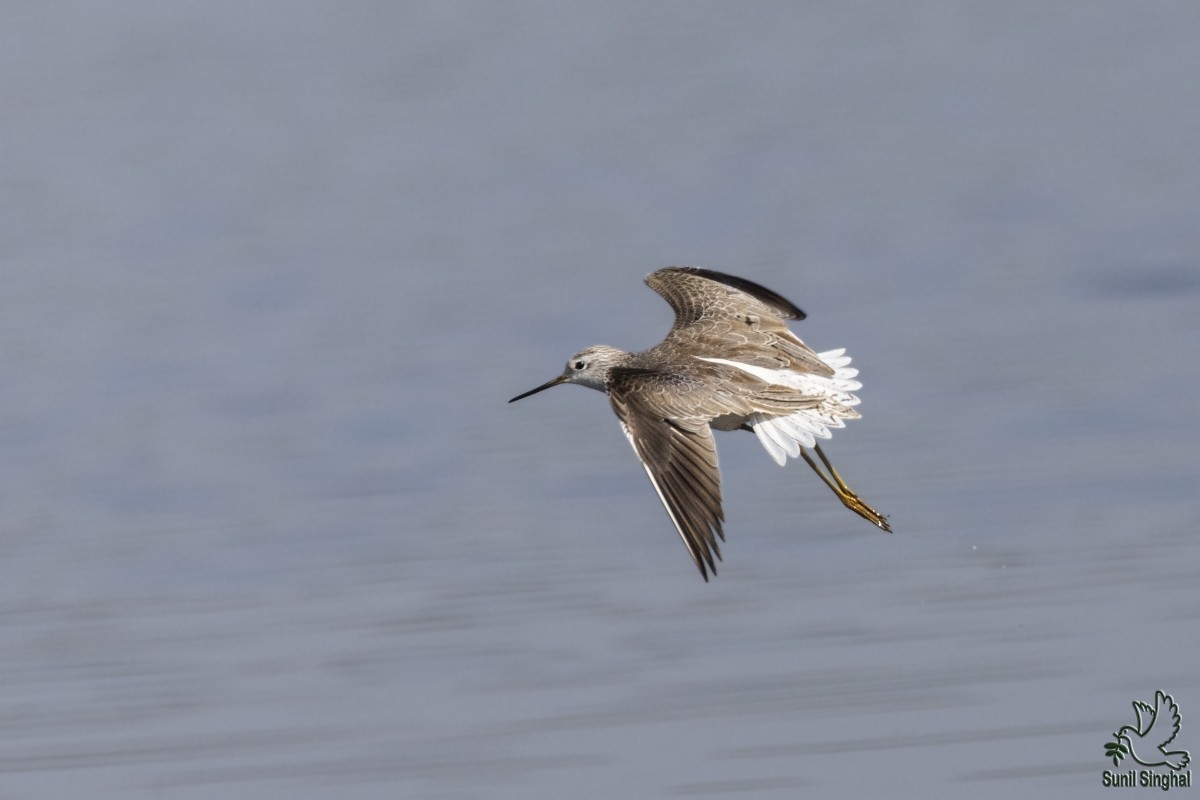 Common Greenshank - ML614382734