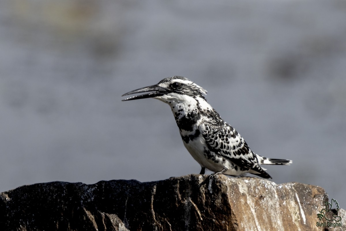 Pied Kingfisher - ML614382737