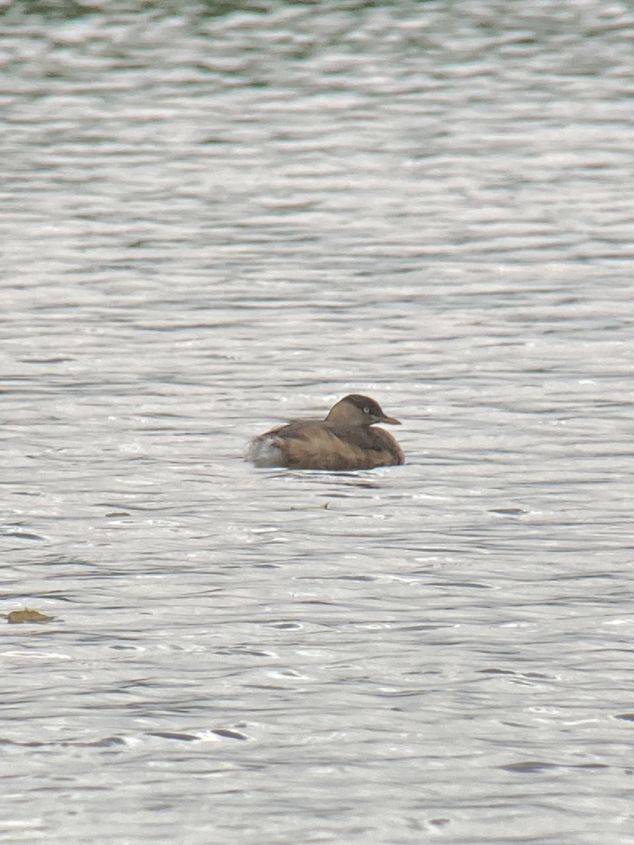 Little Grebe - Dylan Thomas