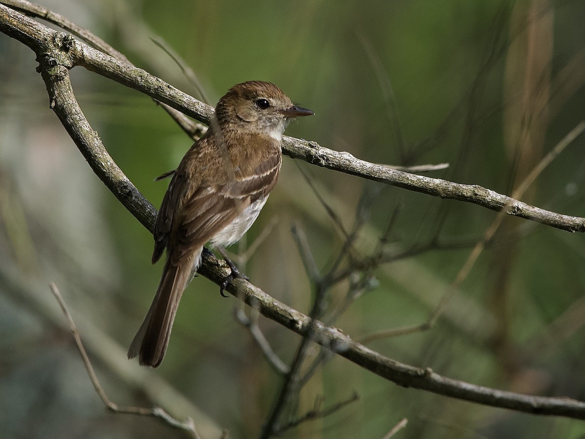 Bran-colored Flycatcher - ML614382753