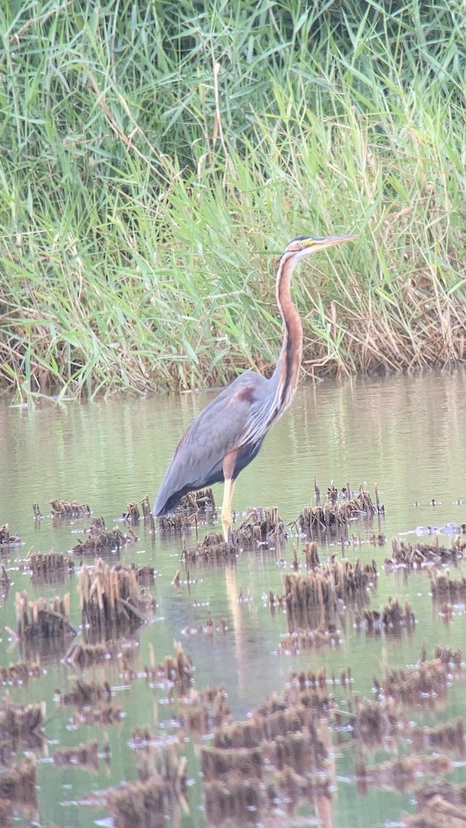 Purple Heron - ML614382776