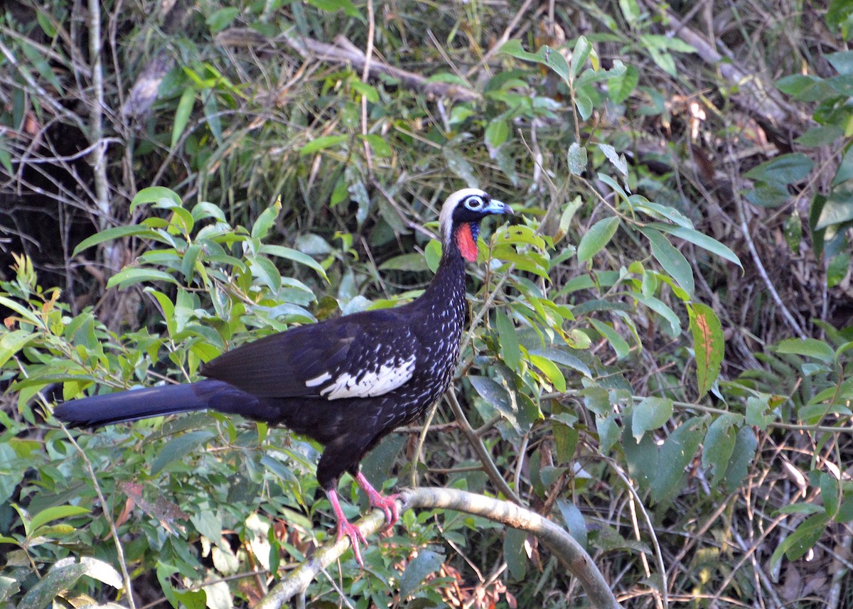 Black-fronted Piping-Guan - ML614382780
