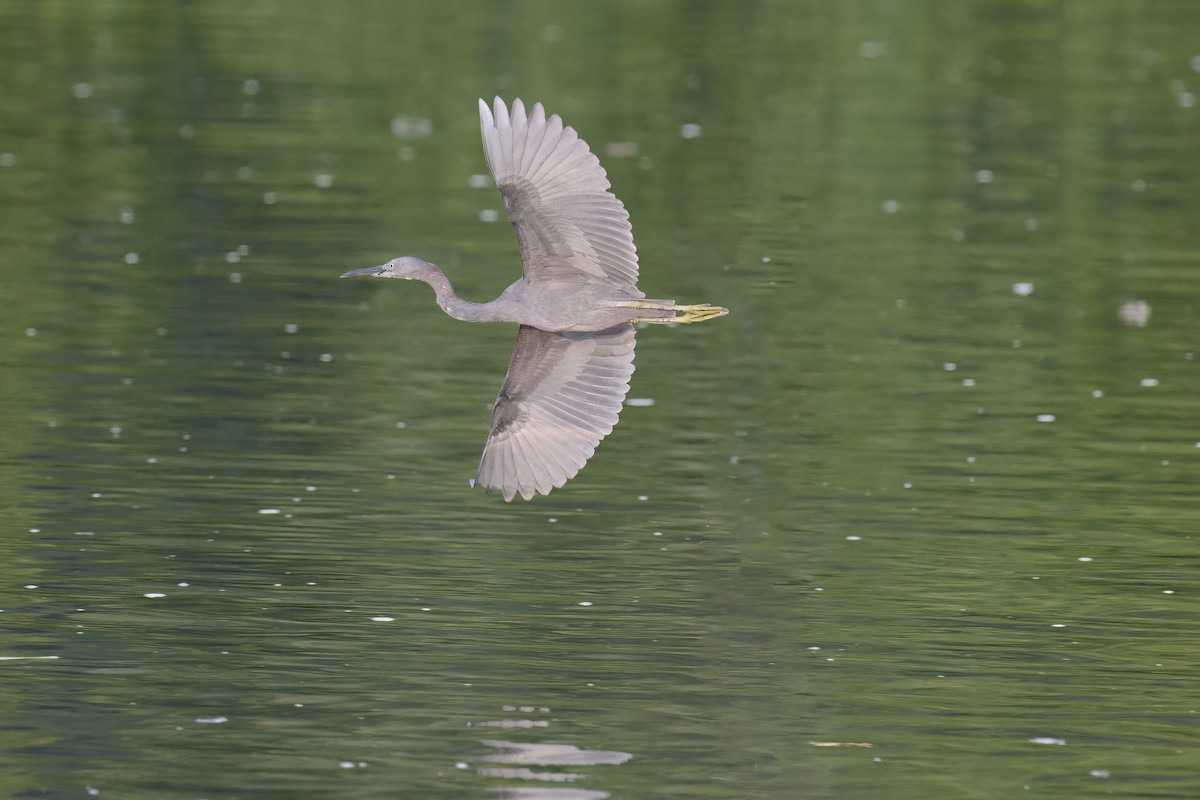 Pacific Reef-Heron - ML614382782