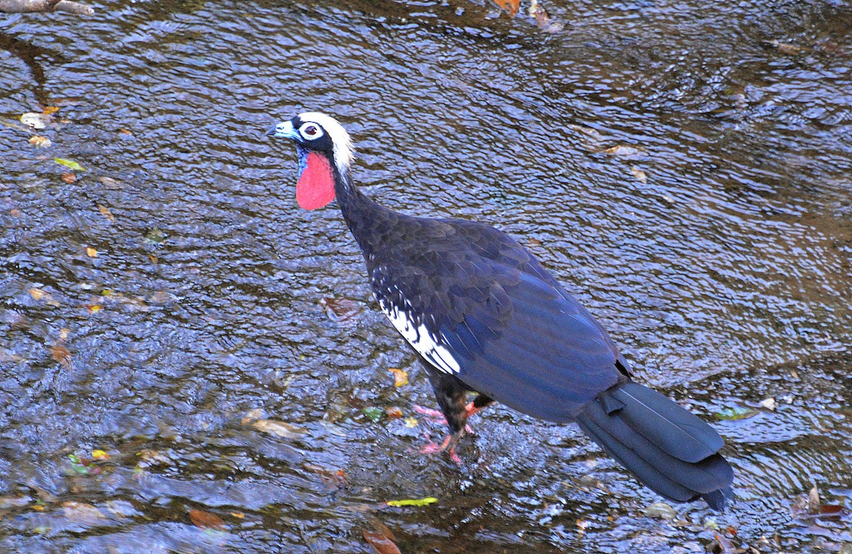 Black-fronted Piping-Guan - André Pieri