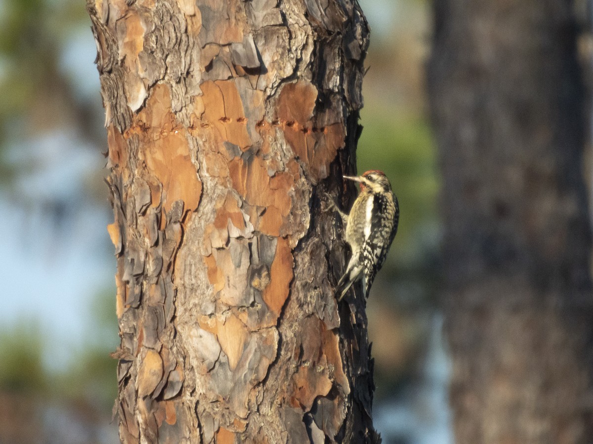 Yellow-bellied Sapsucker - ML614382874