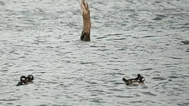 Bufflehead - ML614382884