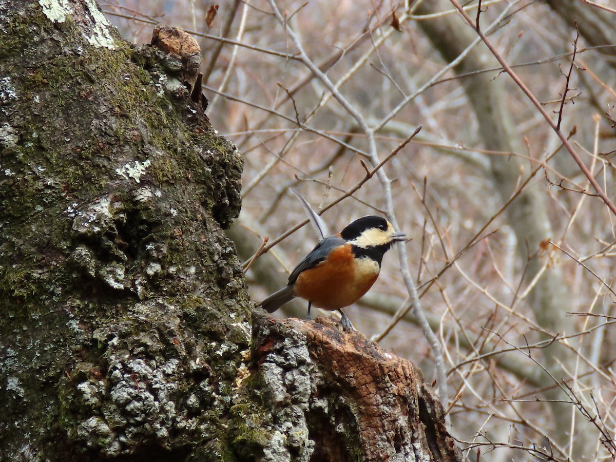 Varied Tit - ML614382900