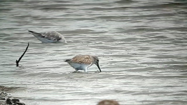 Dunlin - ML614382913