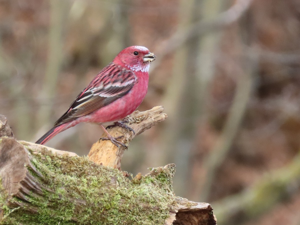 Pallas's Rosefinch - ML614382930