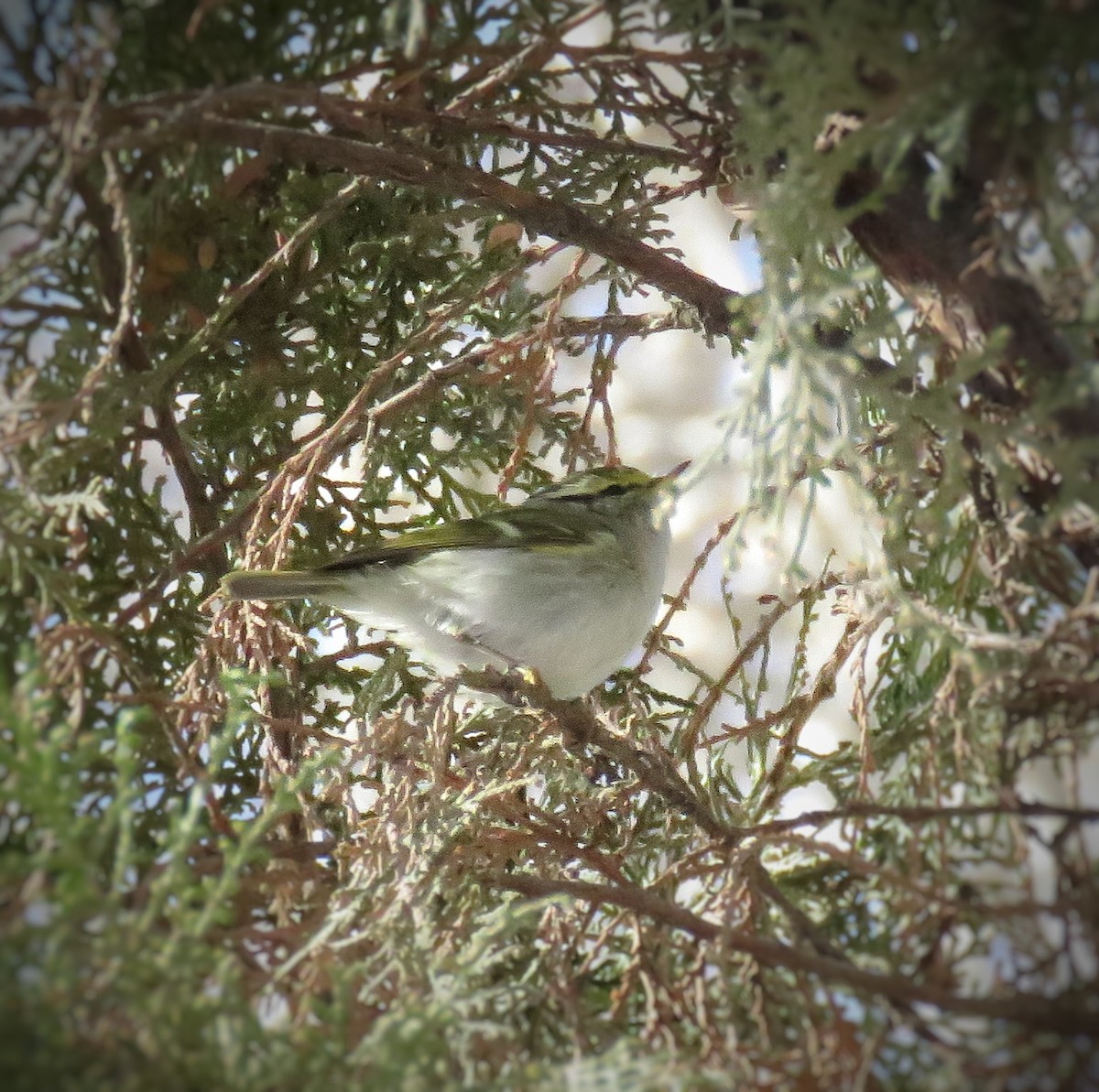 Pallas's Leaf Warbler - ML614382932