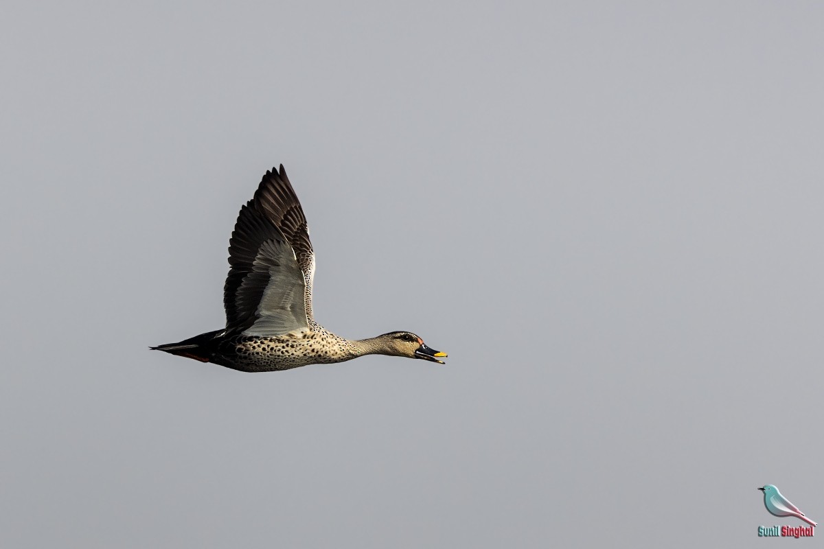 Indian Spot-billed Duck - ML614382939