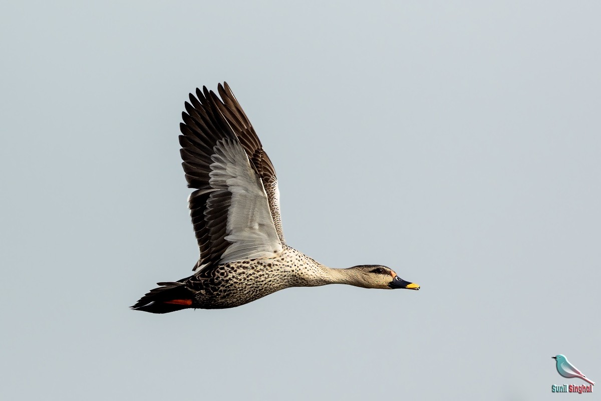 Indian Spot-billed Duck - ML614382943