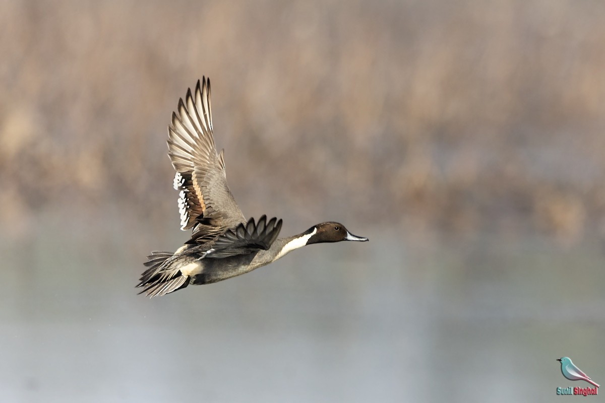 Northern Pintail - Sunil Singhal