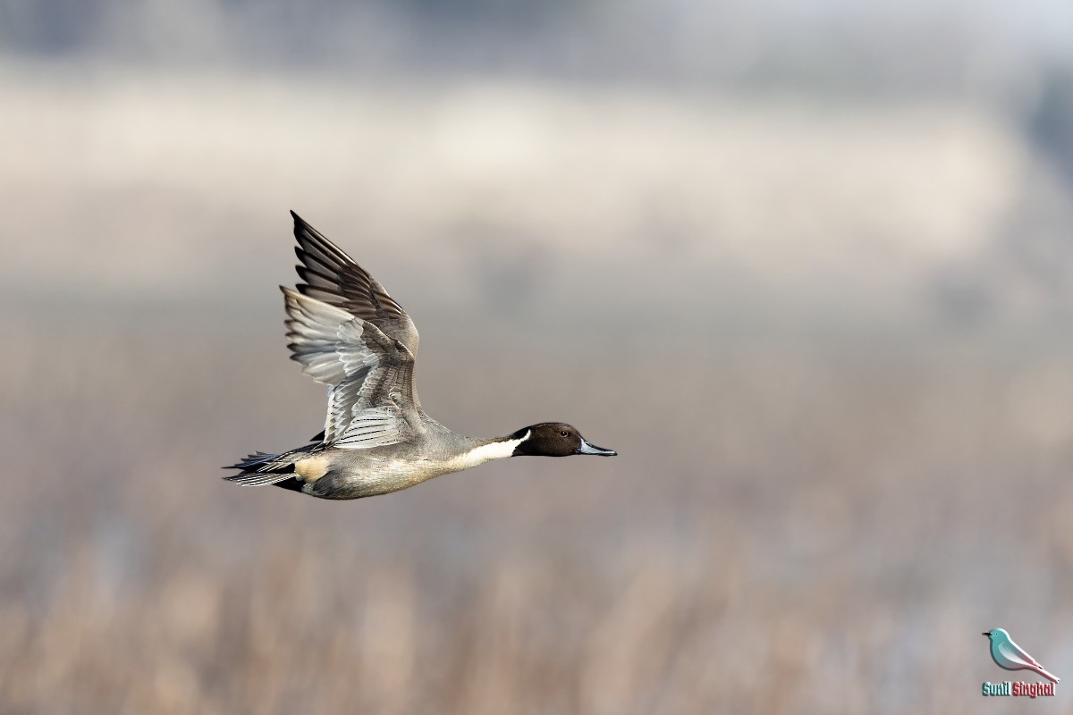 Northern Pintail - ML614382950