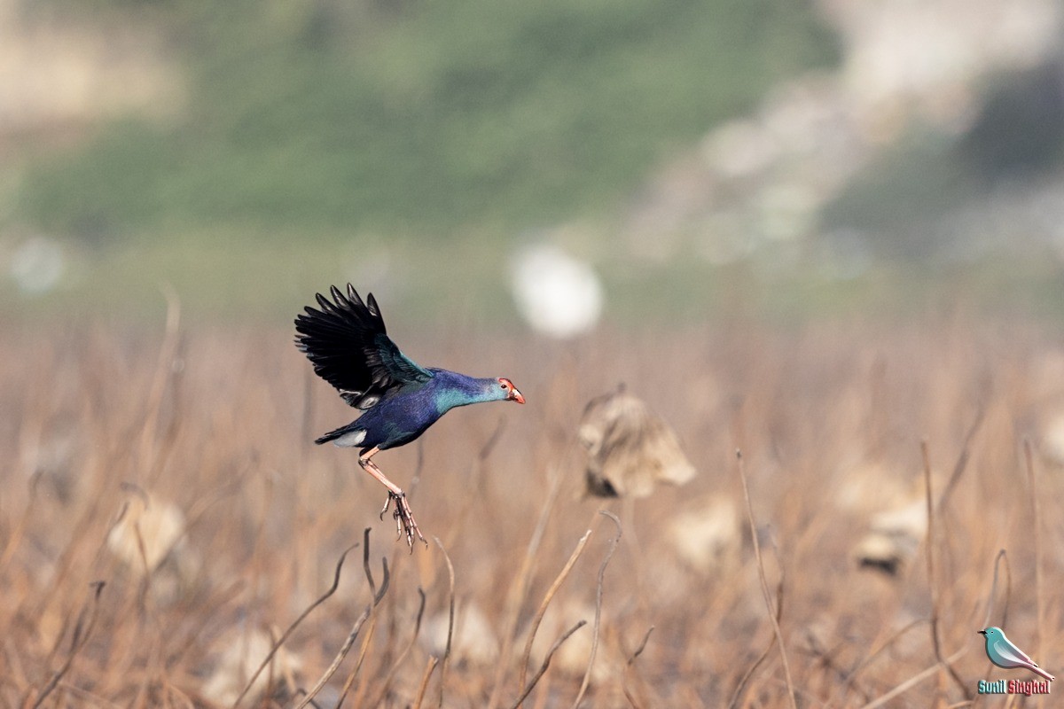 Gray-headed Swamphen - ML614382957