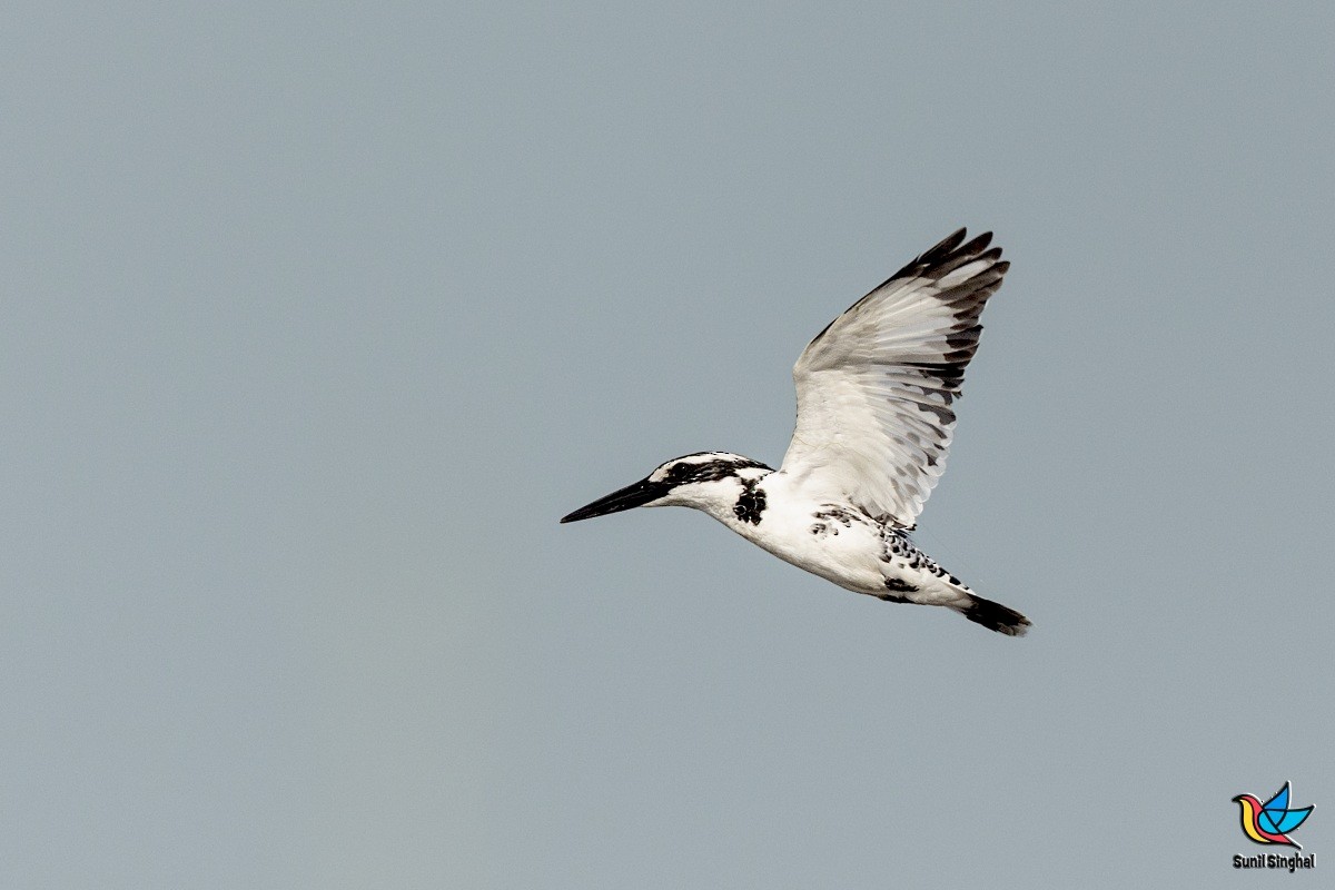 Pied Kingfisher - ML614382964