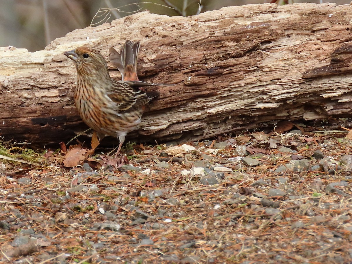 Pallas's Rosefinch - ML614382977