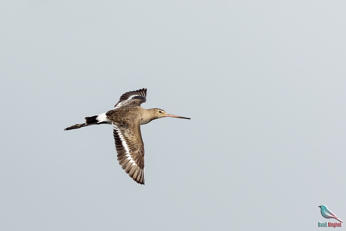 Black-tailed Godwit - Sunil Singhal