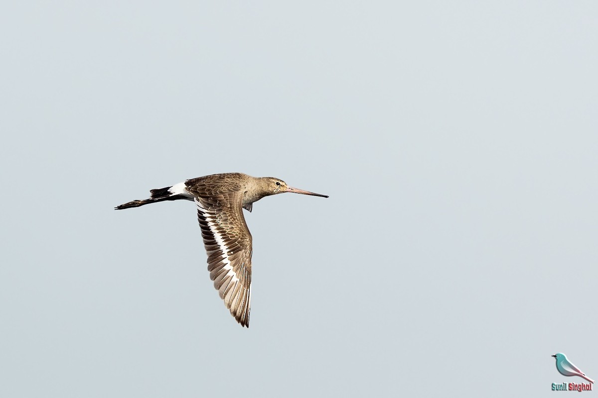 Black-tailed Godwit - ML614382999