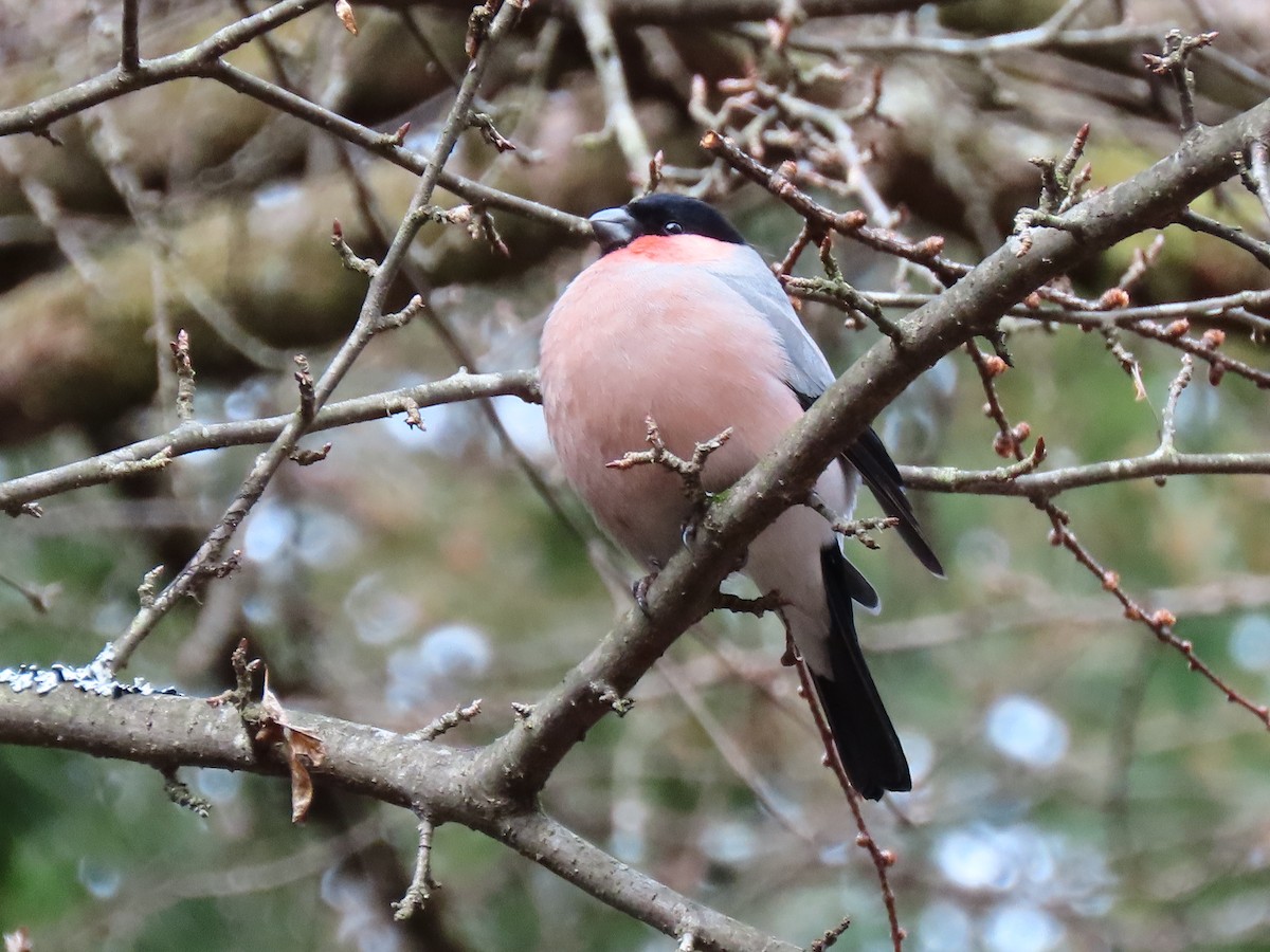 Eurasian Bullfinch - ML614383005