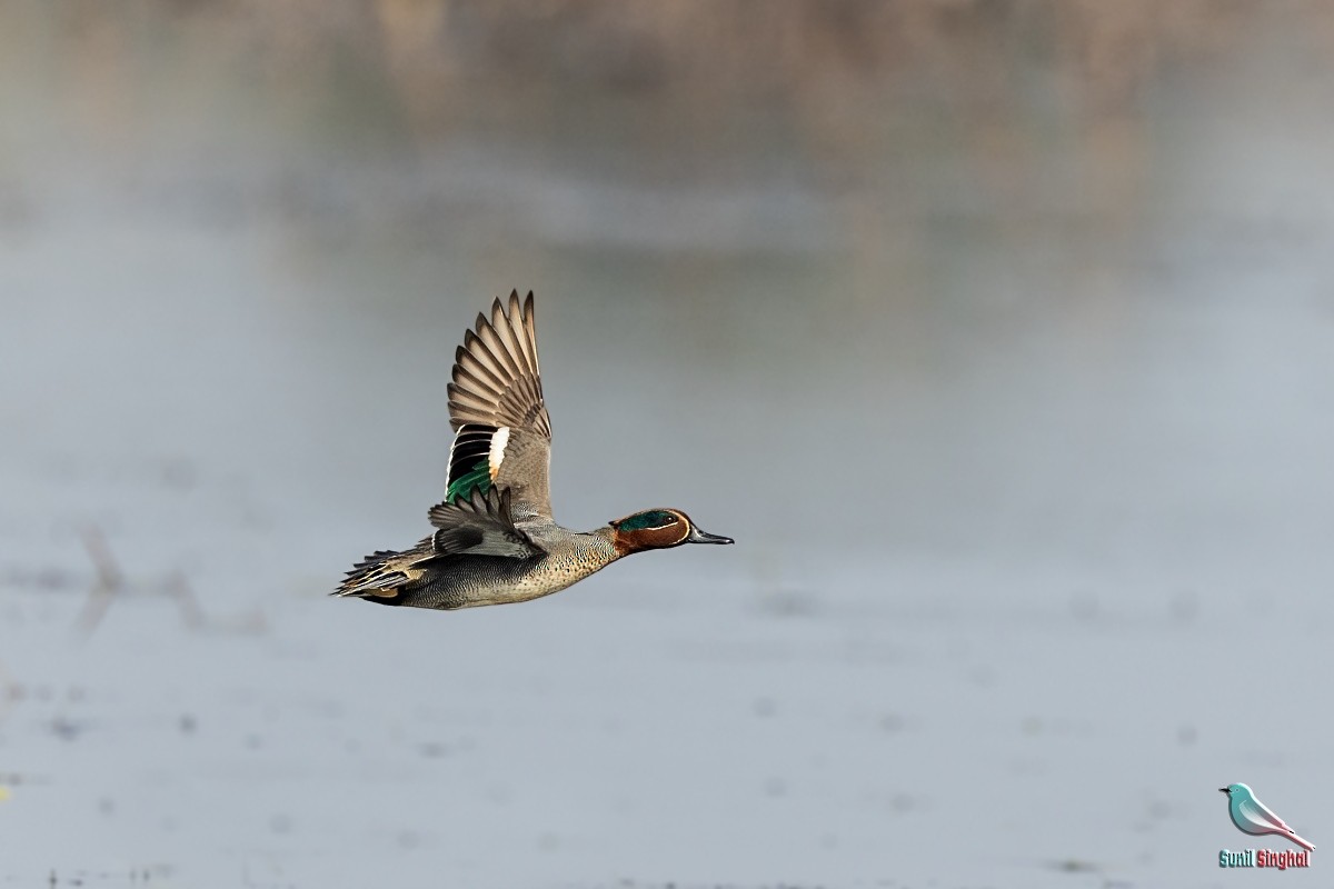 Green-winged Teal - ML614383006