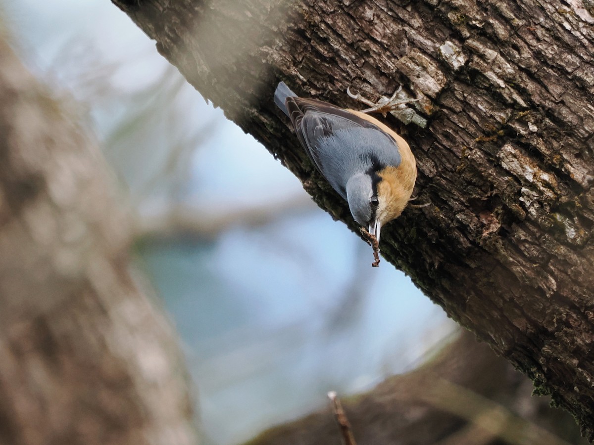 Eurasian Nuthatch - ML614383060