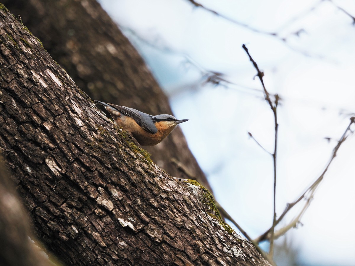 Eurasian Nuthatch - ML614383063