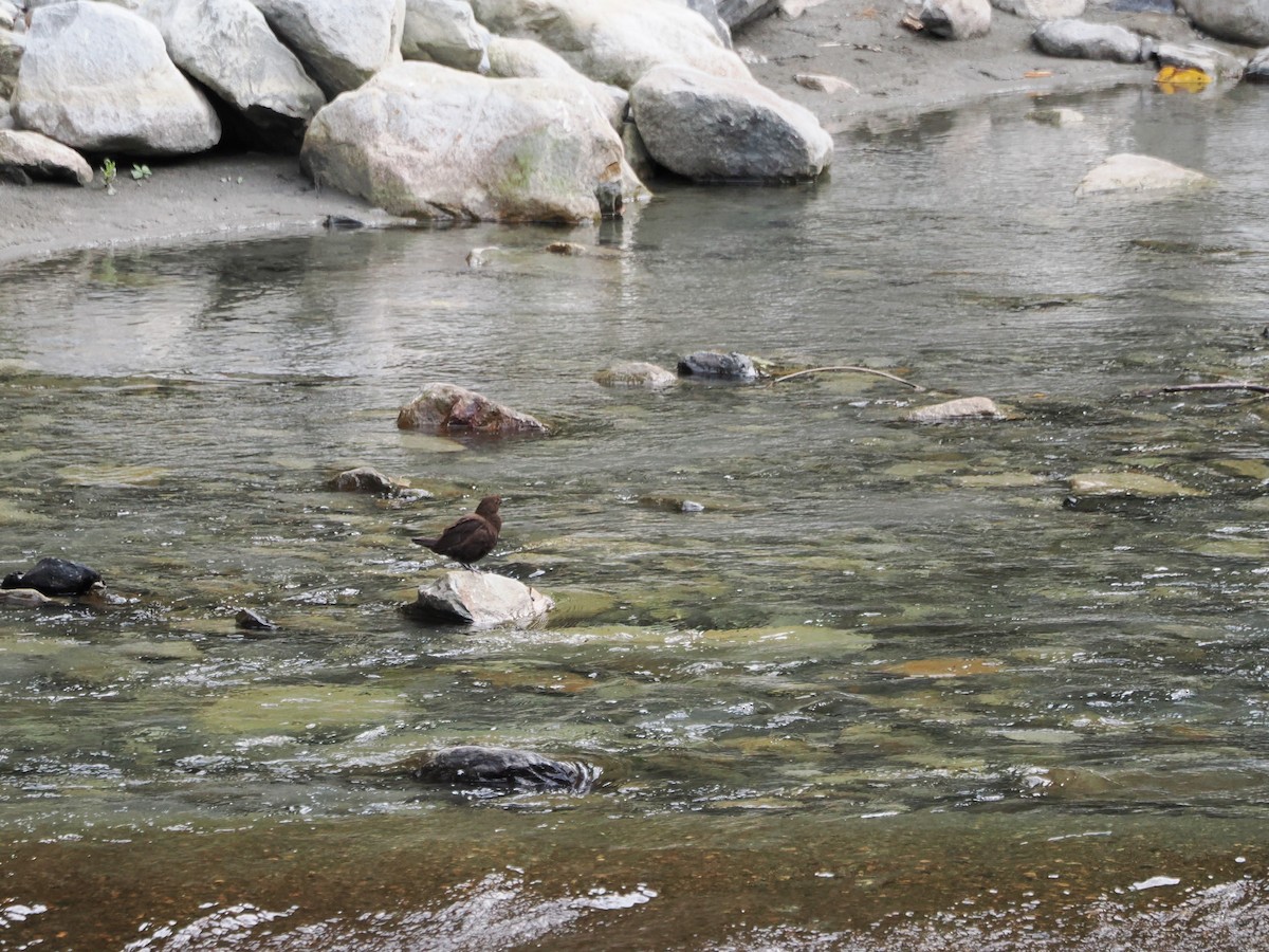 Brown Dipper - ML614383066