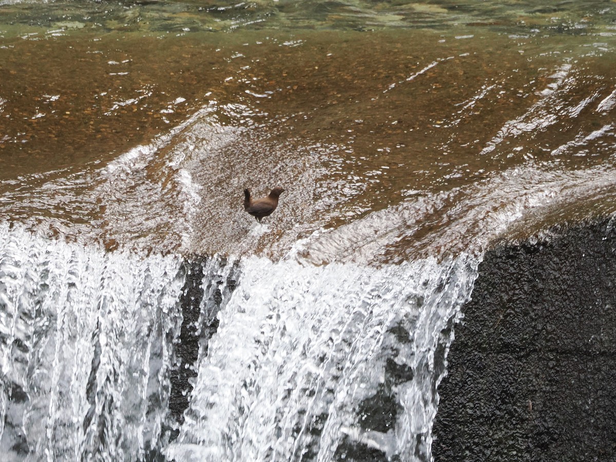 Brown Dipper - ML614383067