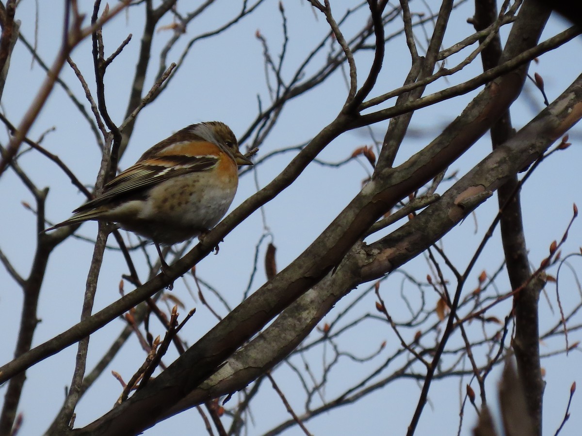 Brambling - ML614383071