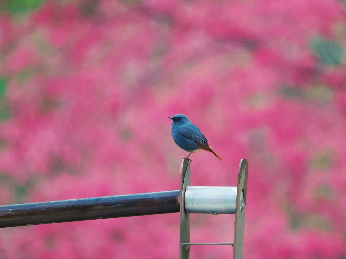 Plumbeous Redstart - ML614383072