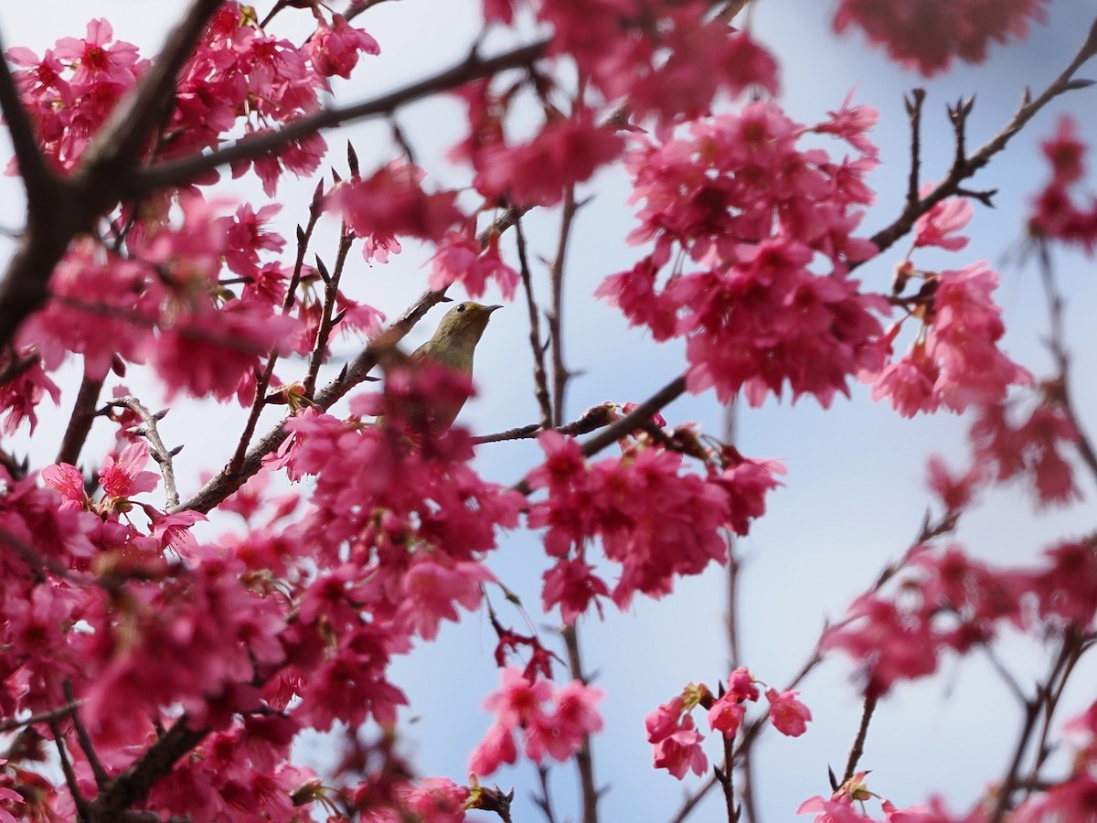 Plain Flowerpecker - Kuan Chih Yu