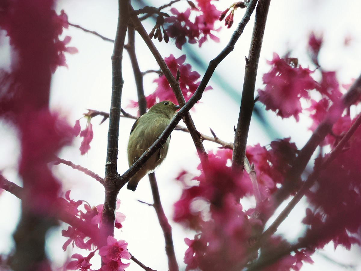 Plain Flowerpecker - ML614383075