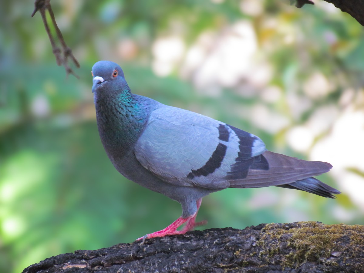 Rock Pigeon (Feral Pigeon) - ML614383094