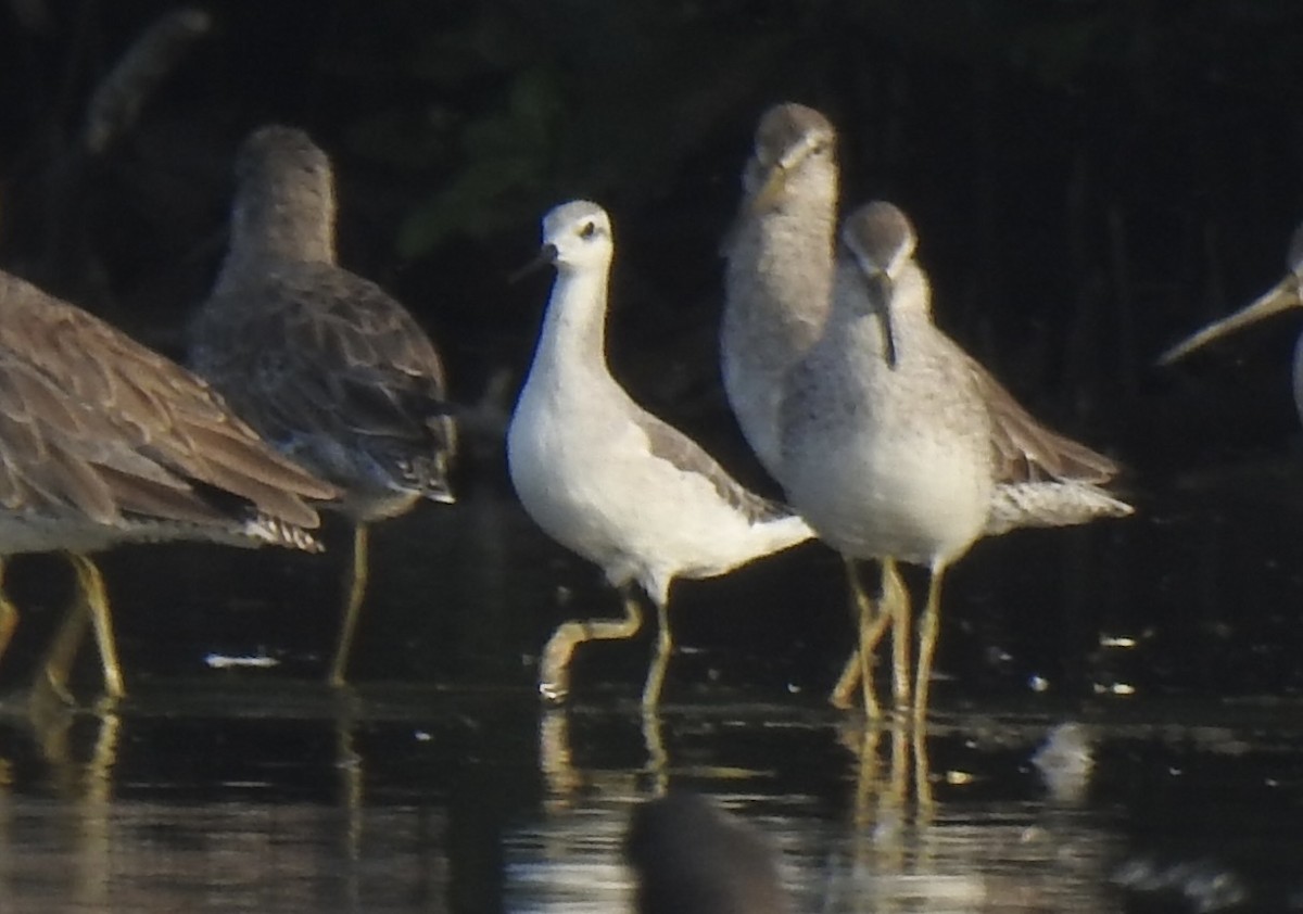 Wilson's Phalarope - ML614383132