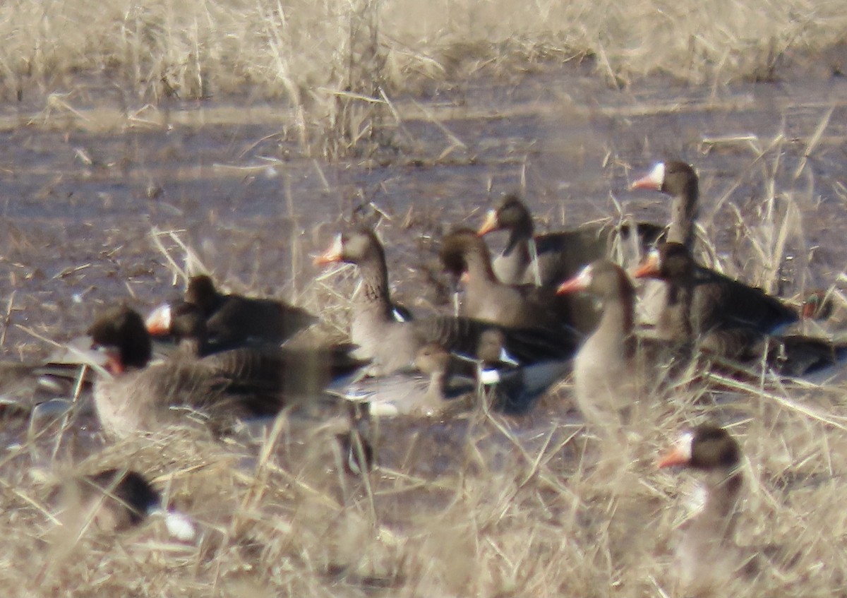 Greater White-fronted Goose - Curtis Beck