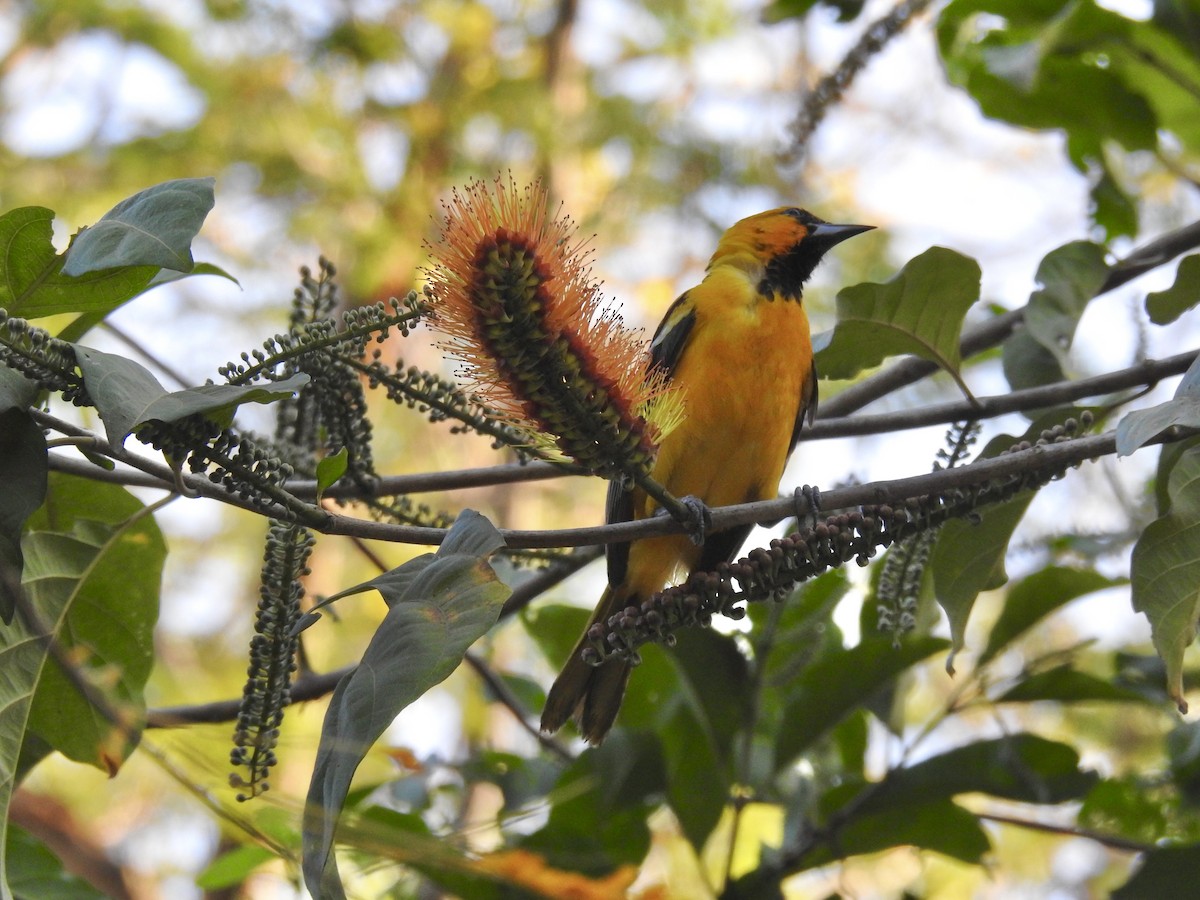 Streak-backed Oriole - ML614383191