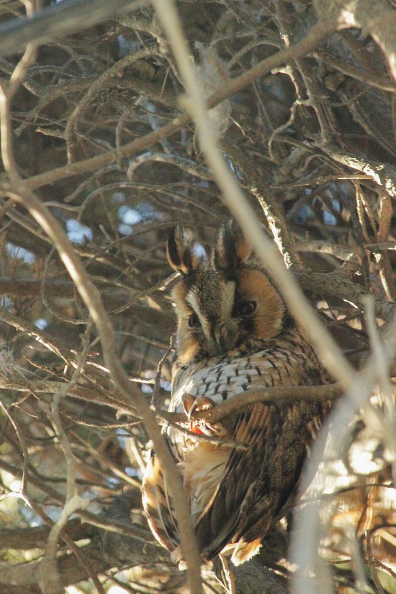 Long-eared Owl - ML614383216