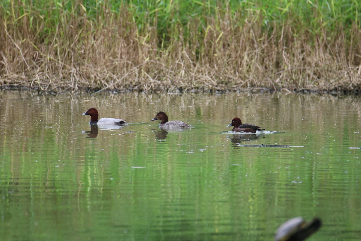 Common Pochard - Che-Lun Chang